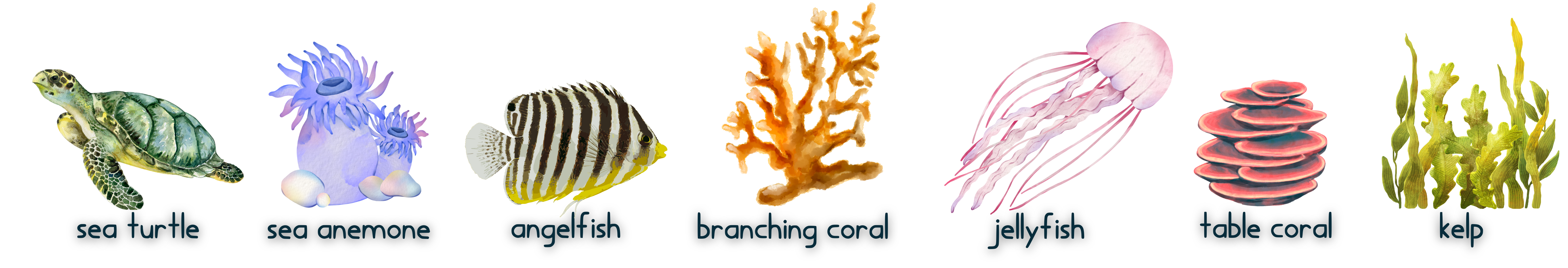 Scavenger hunt: find sea turtle, table coral, angelfish, sea anemone, branching coral, kelp, jellyfish